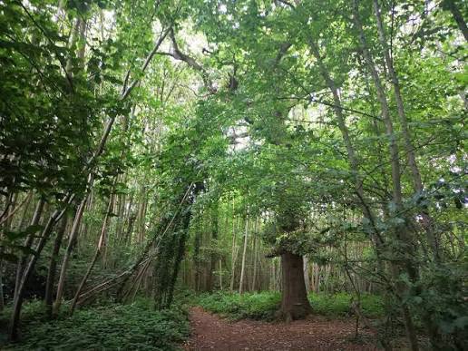 Save Oaken Wood: Kent County Council’s Reform votes to decimate centuries-old woodland
